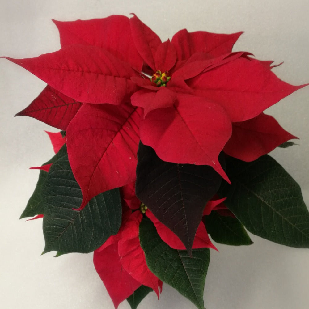 Joulutähti, punainen