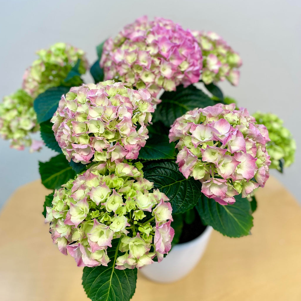 Hortensia
