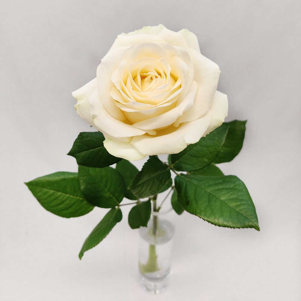 Ruusu valkoinen